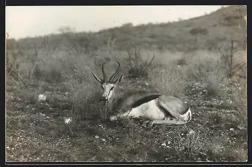 AK Antilope / Springbock in freier Wildbahn, Südafrika
