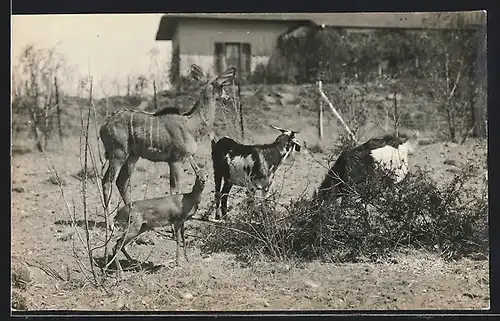 AK Antilope und Ziege in einem Gehege