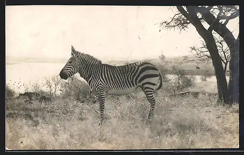 Foto-AK Zebra vor einem Gewässer