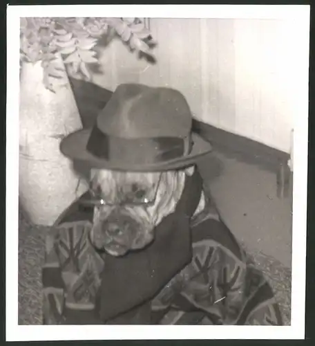 Fotografie Hund Boxer, vermenschlicht mit Hut und Brille