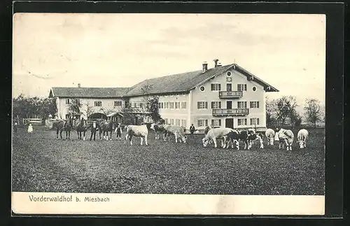 AK Miesbach, Grasende Kühe am Vorderwaldhof