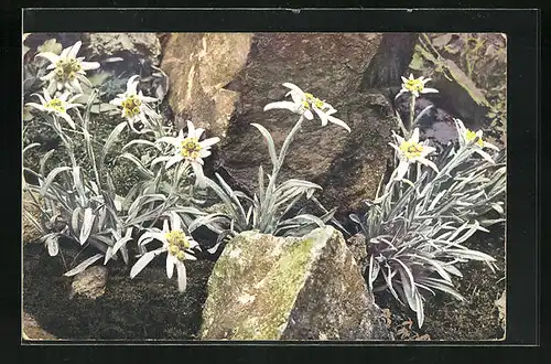 Künstler-AK Photochromie Serie 519 Nr. 896: Leontopodium alpinum / Edelweiss