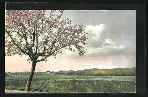Künstler-AK Photochromie Nr. 1575: Landschaft mit blühendem Baum