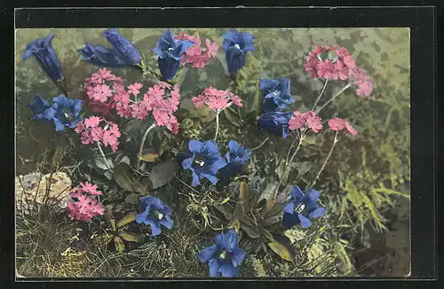 Künstler-AK Photochromie 497: Primula farinosa - Gentiana acaulis