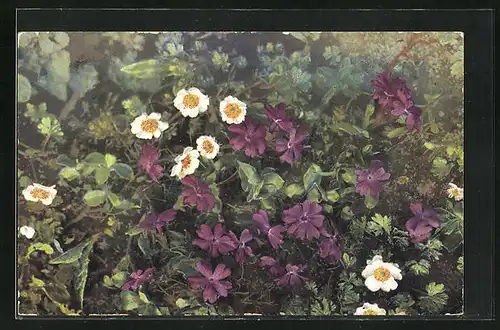 Künstler-AK Photochromie Alpenbl. Serie L. Nr. 527: Primula integrifolia - Ranunculus alpestris