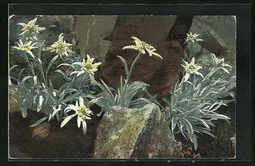Künstler-AK Photochromie Nr. 896: Leontopdium alpinum, Edelweiss
