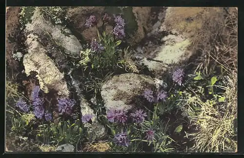 Künstler-AK Photochromie Nr. 790, hübsch blühende Primeln zwischen Steinen