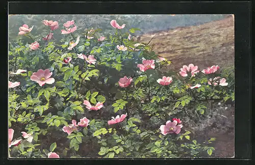Künstler-AK Photochromie Nr. 876: Alpenblumen