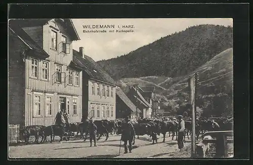AK Wildemann i. Harz, Bahnhofstrasse mit Kurkapelle und Rinderherde