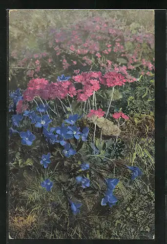 Künstler-AK Photochromie Serie K. Nr. 509: Gentiana brackyphylla & Primula farinosa