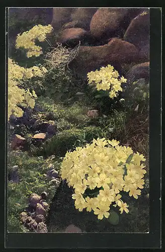 Künstler-AK Photochromie Serie 545 Nr. 1190: Primula acaulis