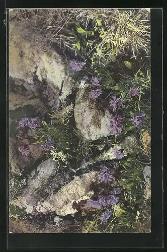 Künstler-AK Photochromie Nr. 790: Primula glutinosa