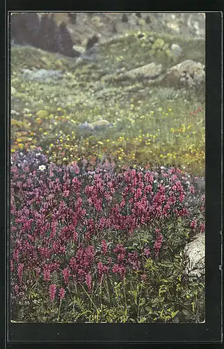 Künstler-AK Photochromie Nr. 514: Onobrychis montana