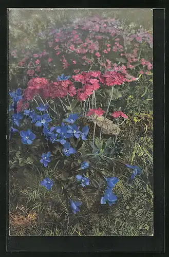 Künstler-AK Photochromie Nr. 509: Mehlprimeln, Gentiana brachyphylla, Primula farinosa