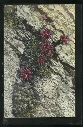 Künstler-AK Photochromie Nr. 521: Funcks-Hauswurz, Sempervivum Funkii