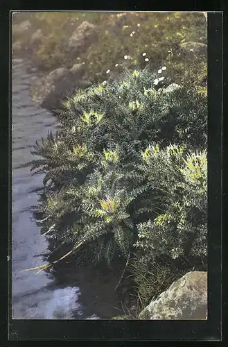 Künstler-AK Photochromie Nr. 503: Alpen-Kratzdistel, Cirsium spinosissimum