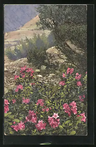 Künstler-AK Photochromie Nr. 764: Rhododendron hirsutum, Pinus pumilio