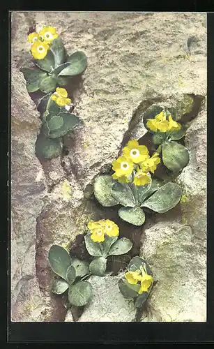 Künstler-AK Photochromie Nr. 889: Alpenaurikel, Primula auricula