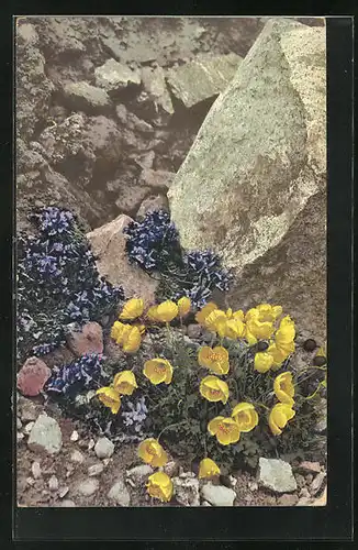 Künstler-AK Photochromie Nr. 516: Alpen-Leinkraut und Alpen-Mohn, Papaver alpinum, Linaria alpina