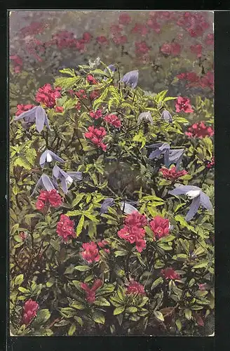 Künstler-AK Photochromie Nr. 765: Rhododendron ferrugineum, Atragene alpina