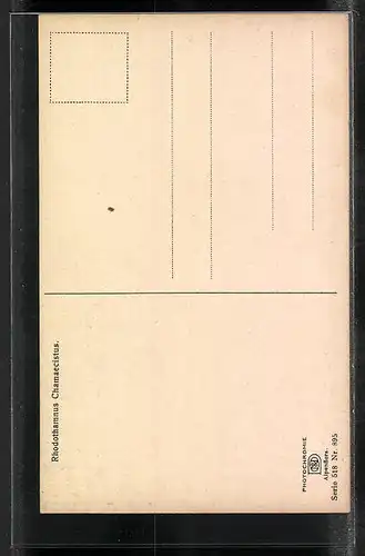 Künstler-AK Photochromie Nr. 895: Zwerg-Alpenrose, Rhodothamnus Chamaecistus