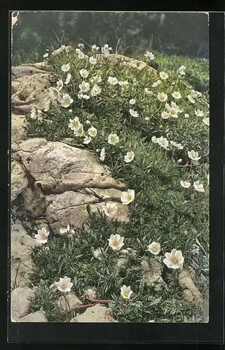 Künstler-AK Photochromie Nr. 954: Weisse Silberwurz, Dryas octopetala