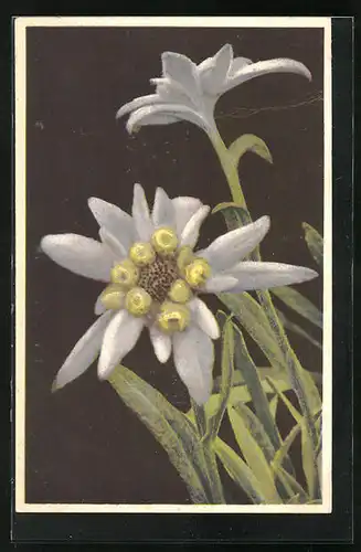Künstler-AK Photochromie Nr. 1861: Edelweiss, Leontopodium alpinum
