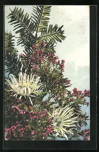 Künstler-AK Photochromie Nr. 597: Zweige mit grossen Blüten