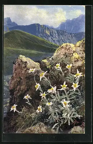 Künstler-AK Photochromie Nr. 1184: Alpen-Edelweiss, Leontopodium alpinum