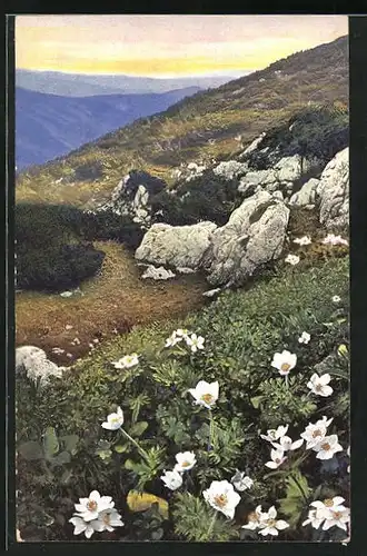 Künstler-AK Photochromie Serie 518, Nr.898: Anemone alpina, Berglandschaft mit Blumen