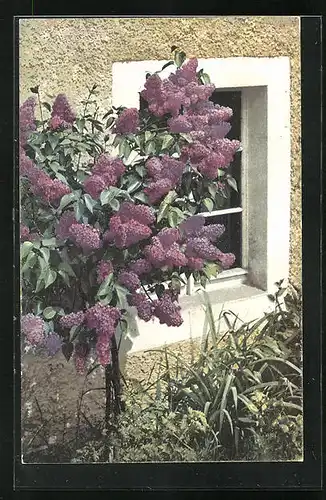 Künstler-AK Photochromie: hübscher Fleiderbusch vor einem Fenster