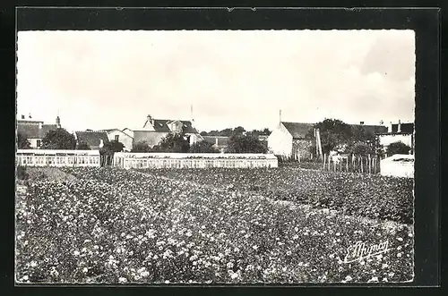 AK Grisy-Suisnes, Culture de Rooses, Rosiers nains