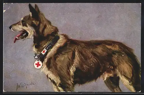Künstler-AK Portrait eines Schäfer-Sanitätshundes