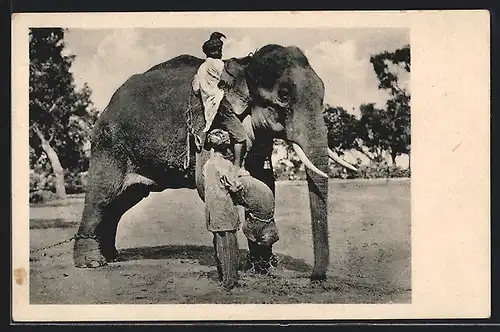 AK Ostindien, Zähmung eines Elefanten