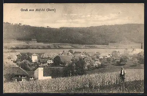 AK Mülchi /Bern, Gesamtansicht mit Maisfeld aus der Vogelschau