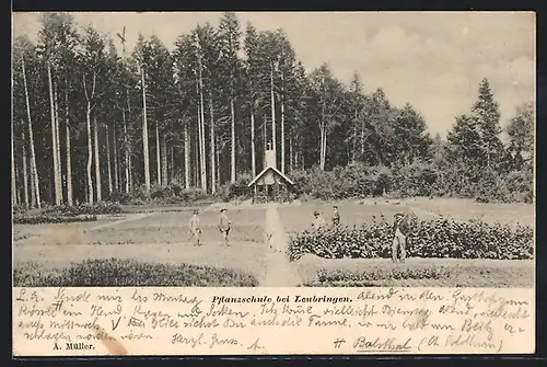 AK Leubringen, Pflanzschule mit Besuchern auf dem Feld