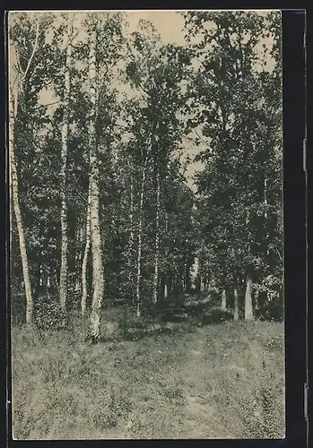 AK Lichtung in einem Birkenwald, Rotes Kreuz Russland