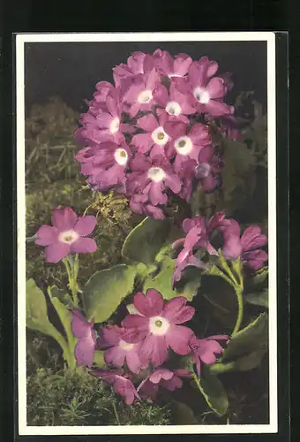 Foto-AK Emanuel Gyger: Behaarte Primel, Primula hirsuta