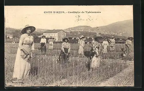 AK Cote D`Azur, Cueillette de Tubèreuses, Landwirtschaft
