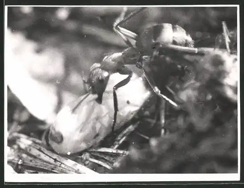 Fotografie Makroaufnahme Ameise trägt eine Larve