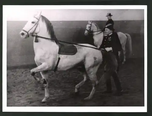 Fotografie Wien Bild, Ansicht Wien, Spanische Hofreitschule, Dressurreiter arbeitet mit Lippizaner - Pferd