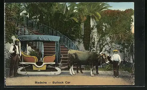 AK Madeira, Bullock Car, Rinder-Gespann