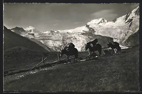 AK Saas-Fee, Maultiere mit Posttaschen in den Bergen