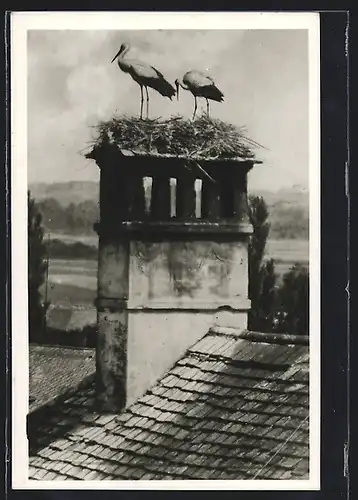 AK Jennersdorf, Storch Idyll, Nester auf Schornstein