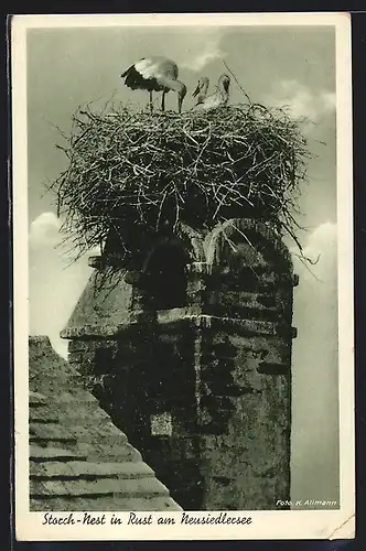 AK Rust /Neusiedlersee, Blick auf Storch-Nest