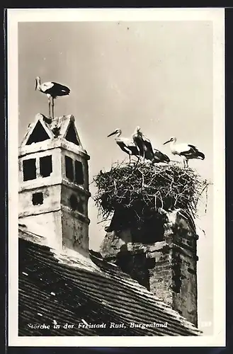 AK Rust, Störche auf dem Schornstein