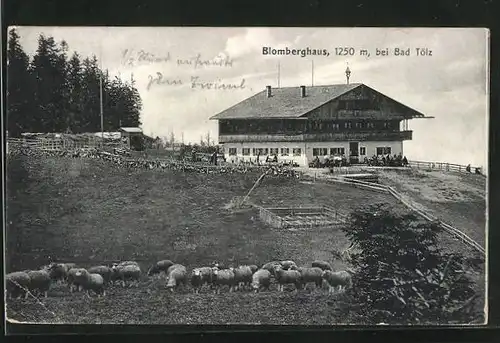 AK Blomberghaus, Berghütte und Schafherde