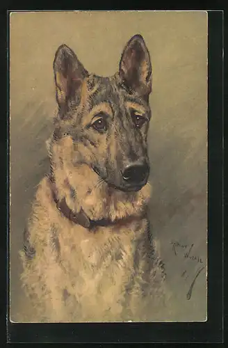 AK Schäferhund mit Halsband und treuem Blick
