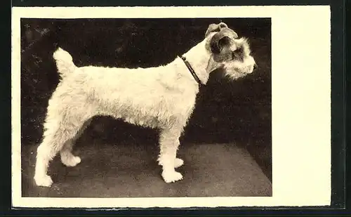 AK Terrier mit hellem Fell und Halsband