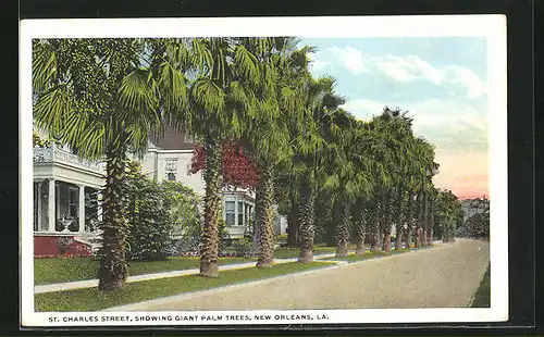 AK New Orleans, LA, St. Charles Street, Showing giant Palm trees